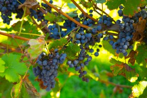 Small rows of vineyards are on the grounds to show a variety of grapes that are grown in New York.