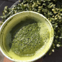 matcha